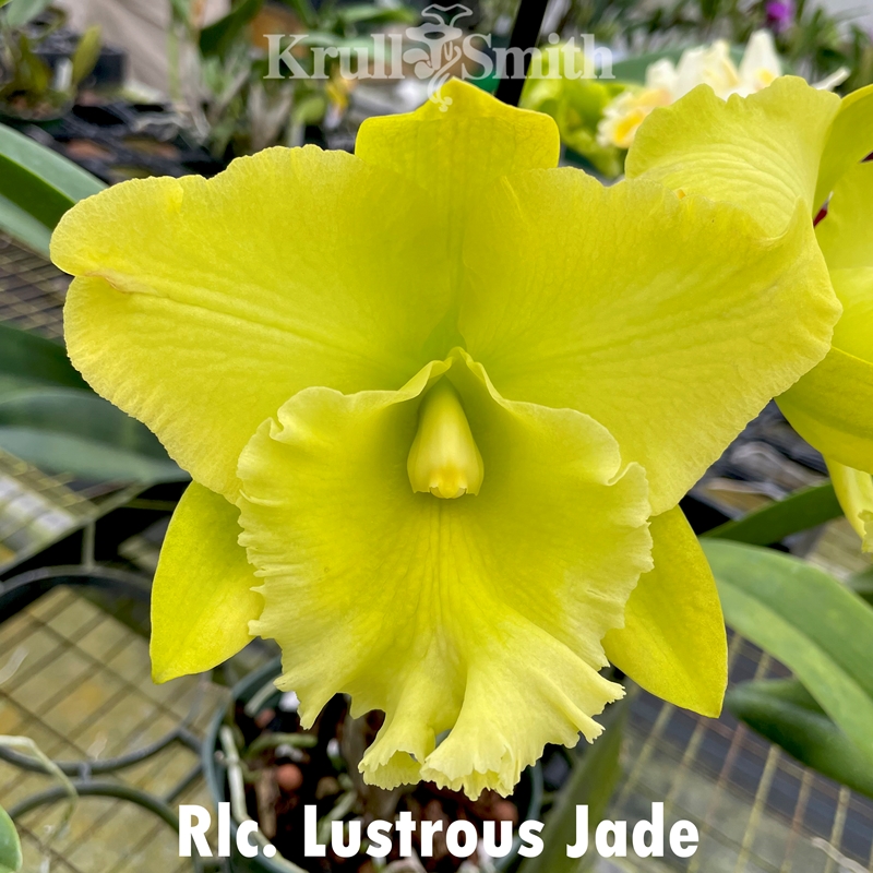 Tomomi★St ANDREWS★セントアンドリュース☆イエロー☆ Rlc. Lustrous Jade x Arnold Smith