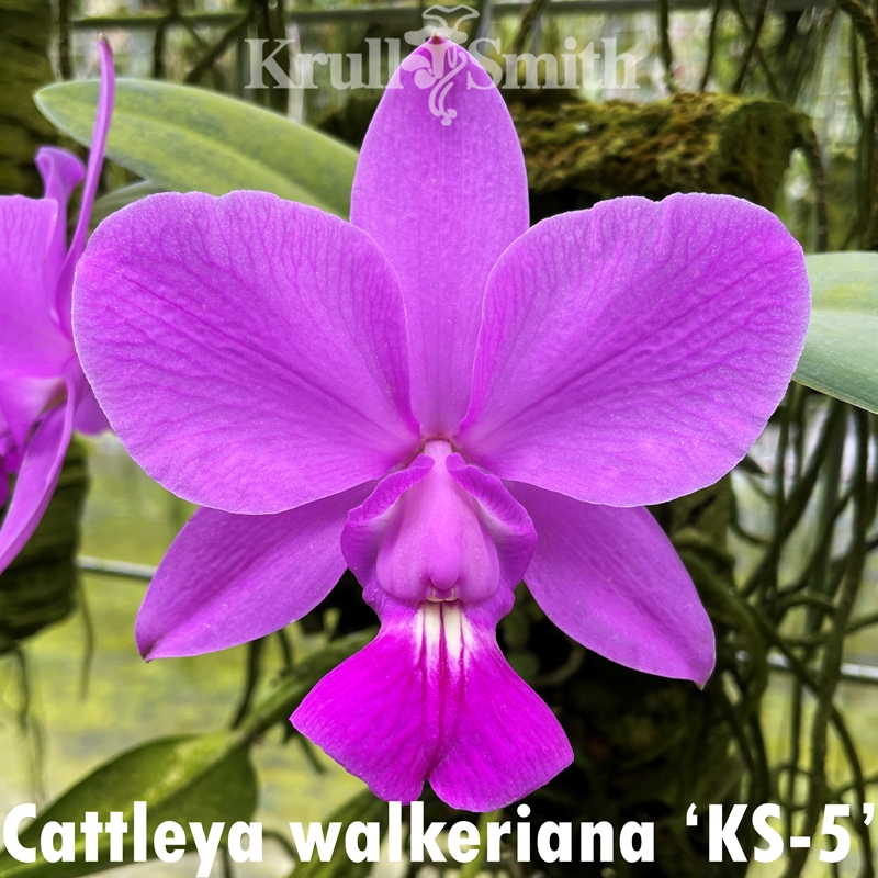 Holcoglossum Sirnach's Purple Shell