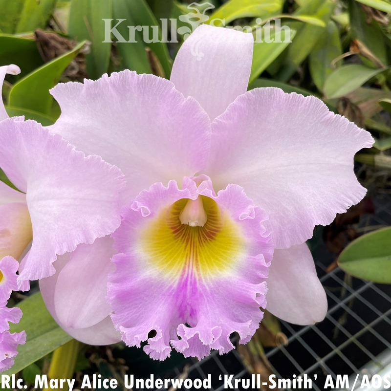 Rlc. Mary Alice Underwood x Ed Gilliland