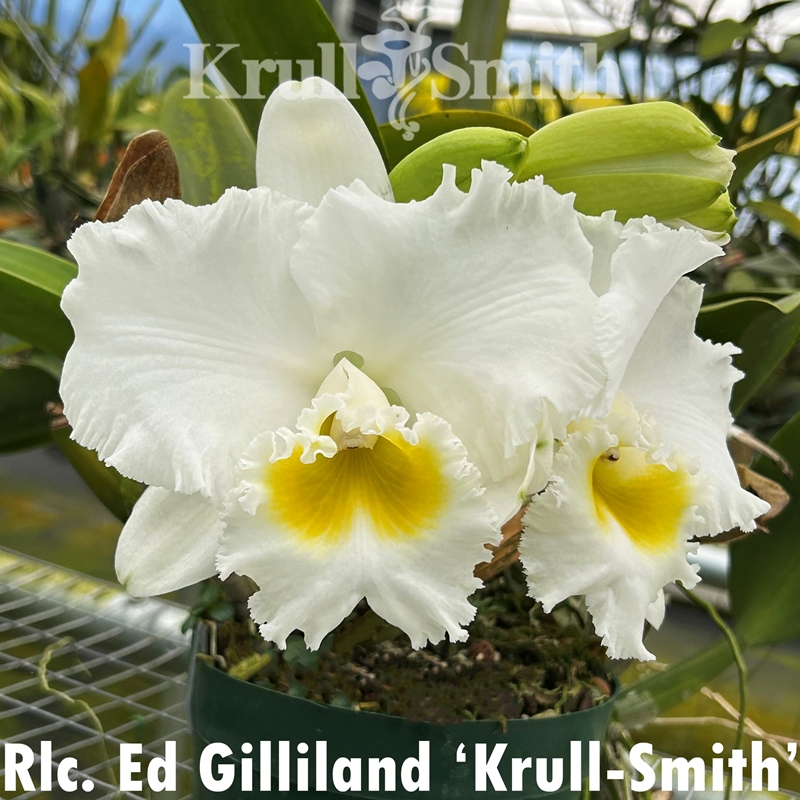 Parent Seedling Rlc. Mary Alice Underwood x Ed Gilliland (2150)