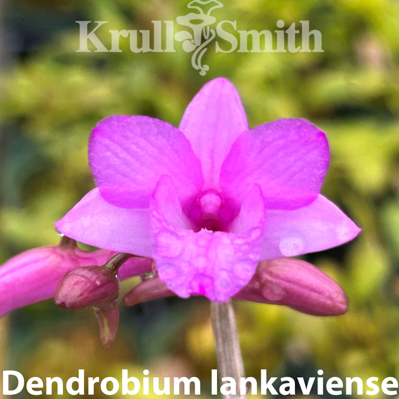 Krull-Smith - Vanda Arthorn x Pralor