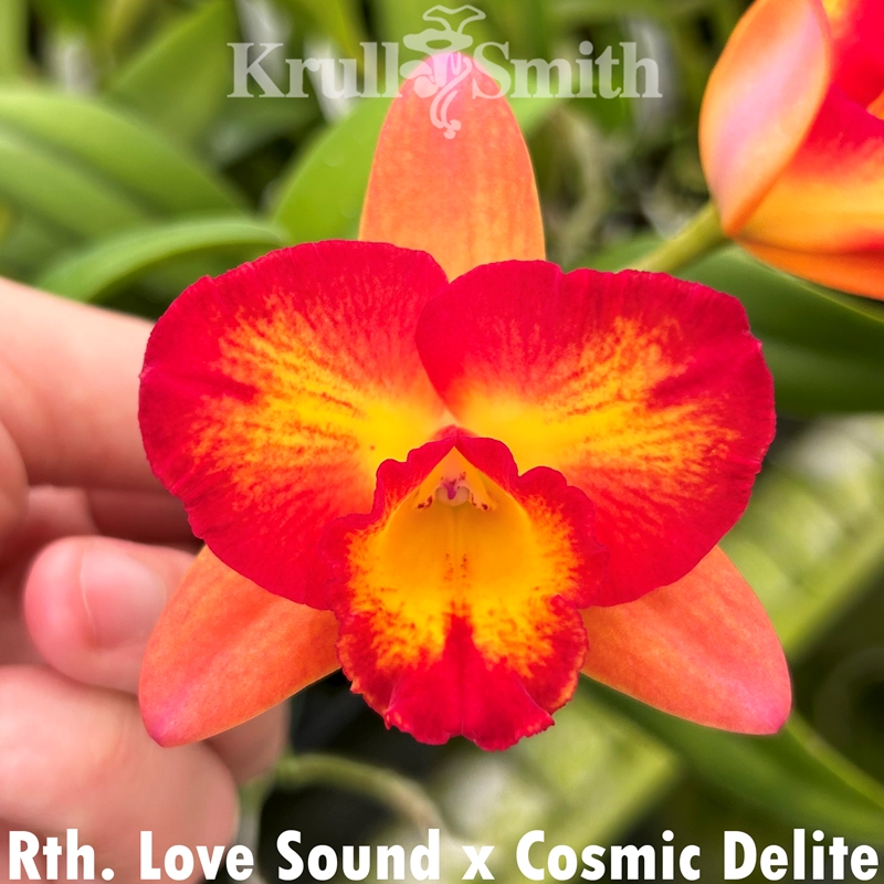 Rth. Love Sound x Cosmic Delite