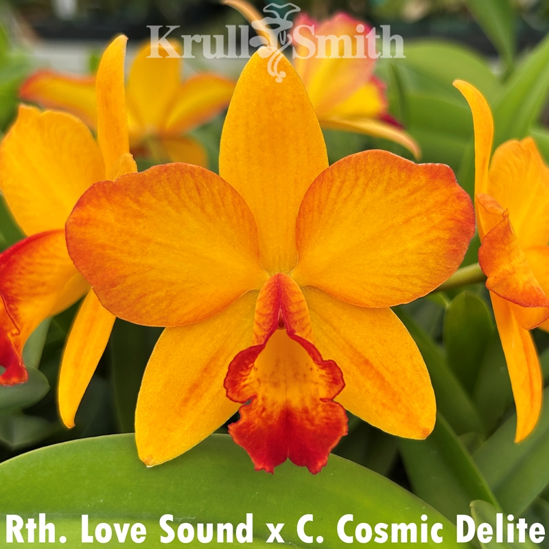 Rth. Love Sound x Cosmic Delite