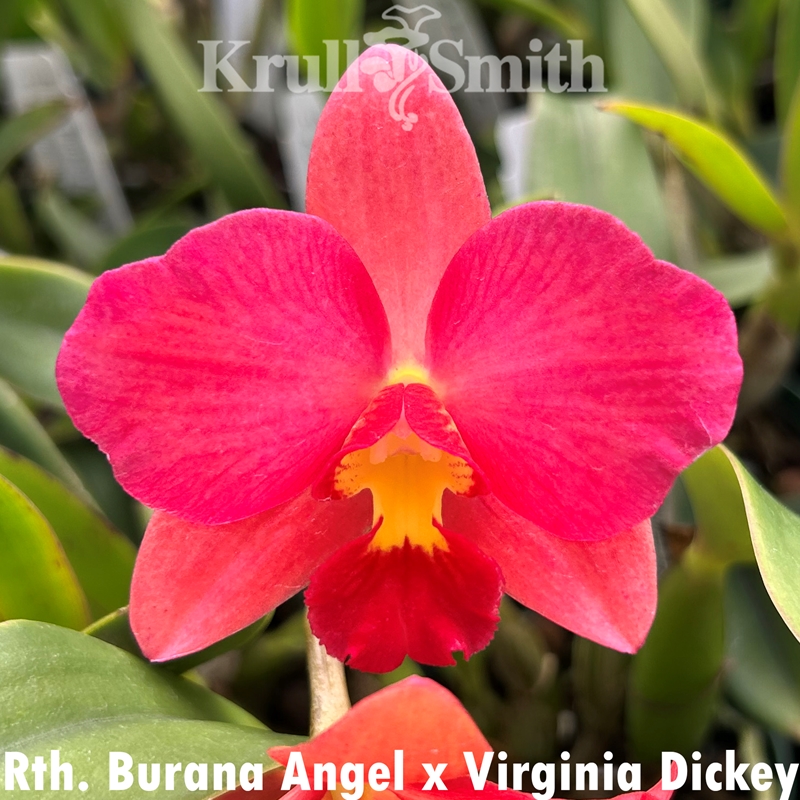 Rth. Burana Angel x Virginia Dickey