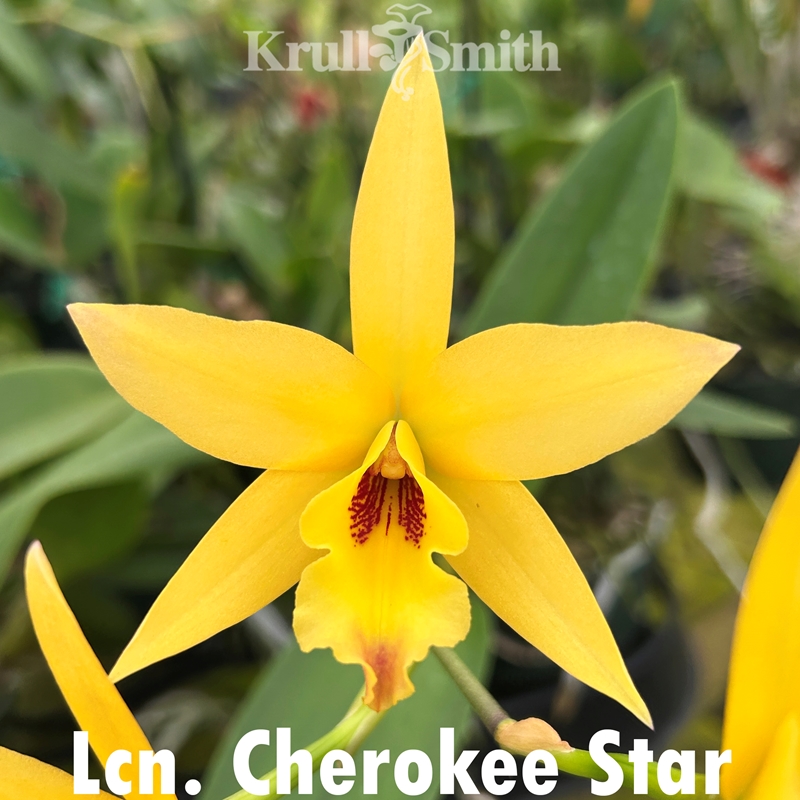 Lcn. Cherokee Star