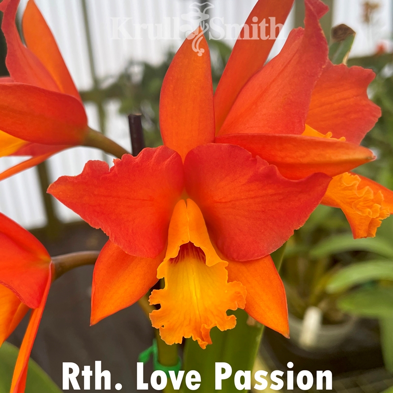 Rth. Love Passion