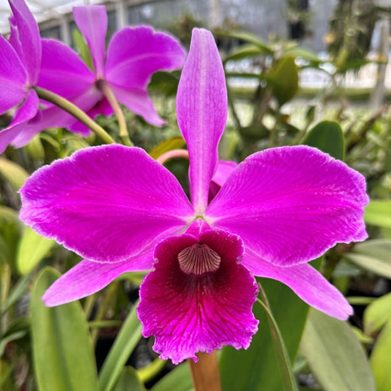 Cattleya purpurata f. sanguinea (9982)