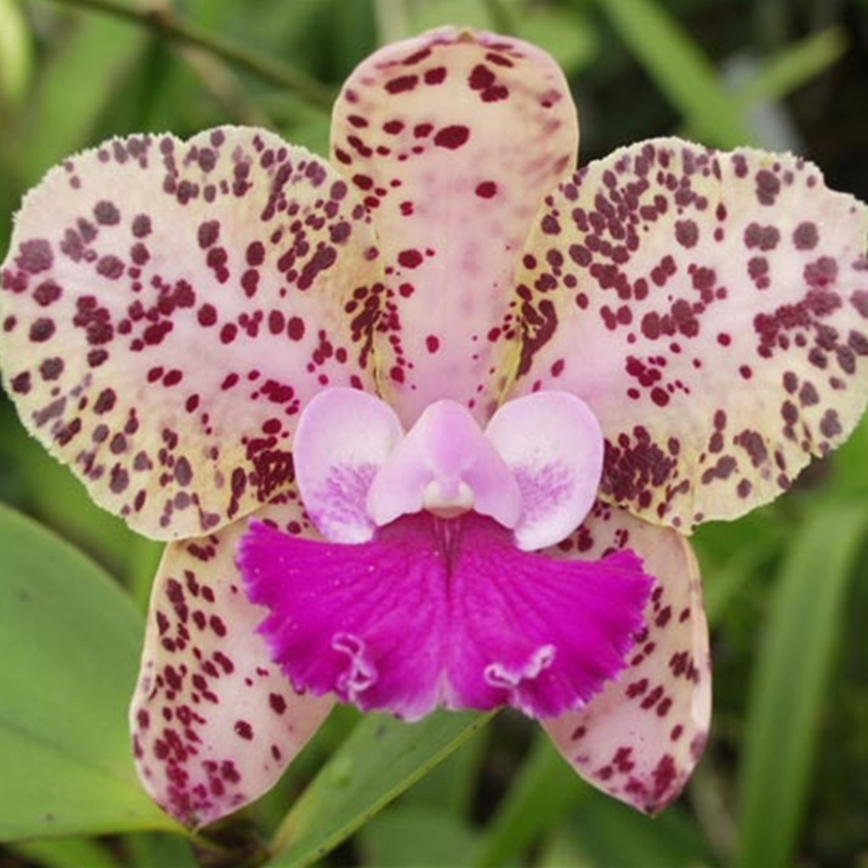 Parent Seedling Cattleya Interglossa x Mark Jones