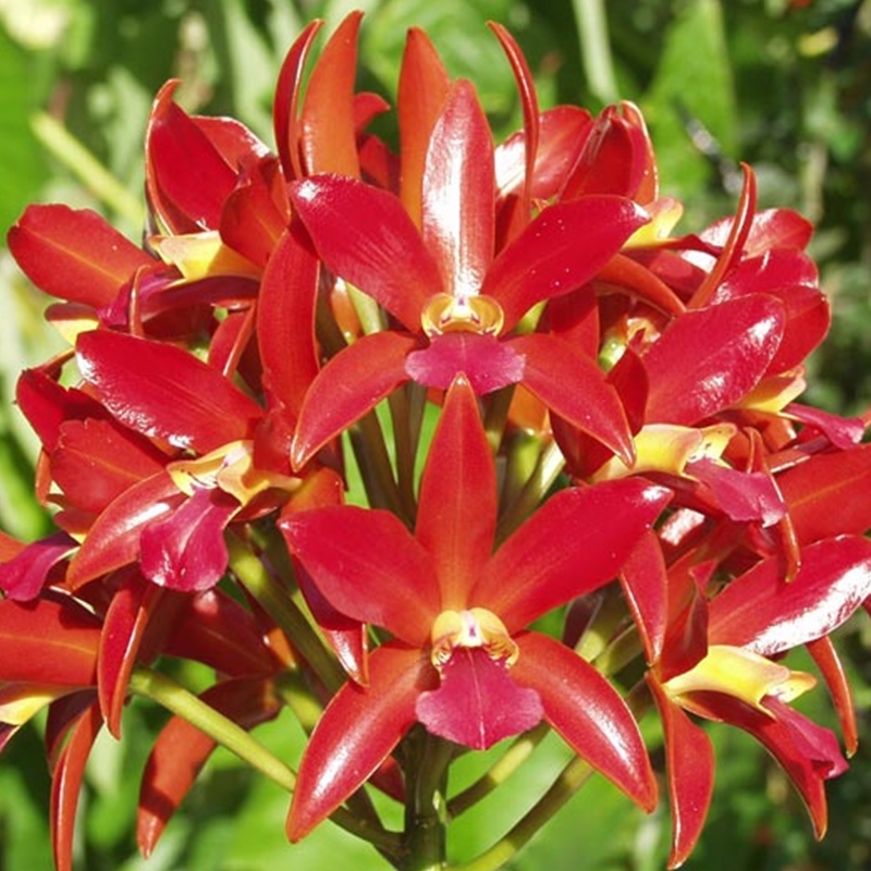 Parent Seedling Laelia schultzei x Ctt. Chocolate Drop