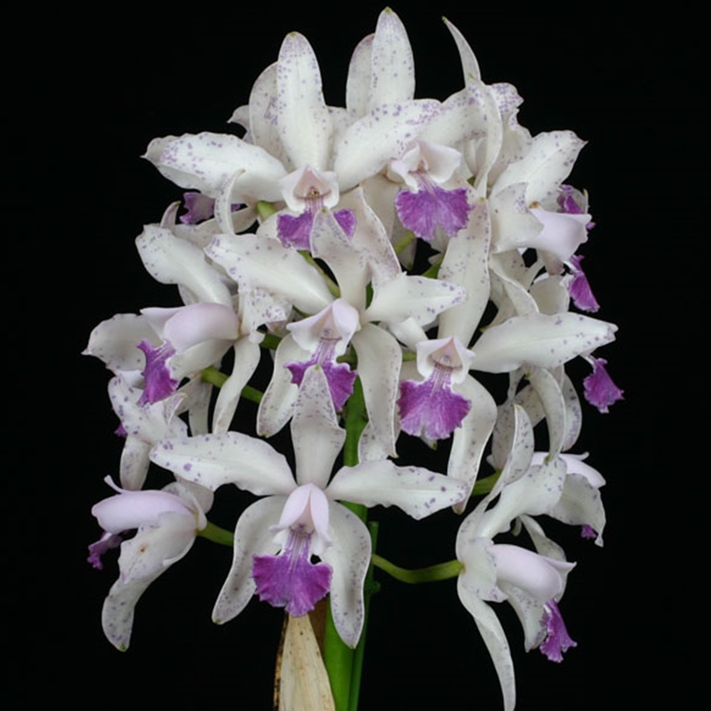 Parent Seedling Cattleya Elegans x Interglossa - Treated