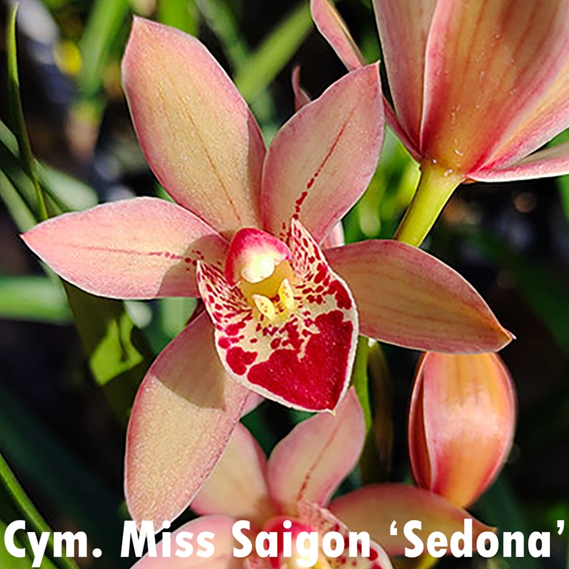 Cymbidium Miss Saigon 'Sedona'