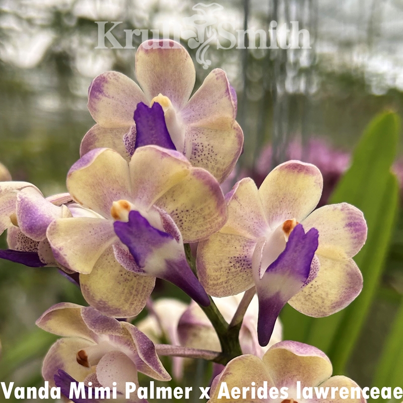 Rhynchostylis retusa var. alba