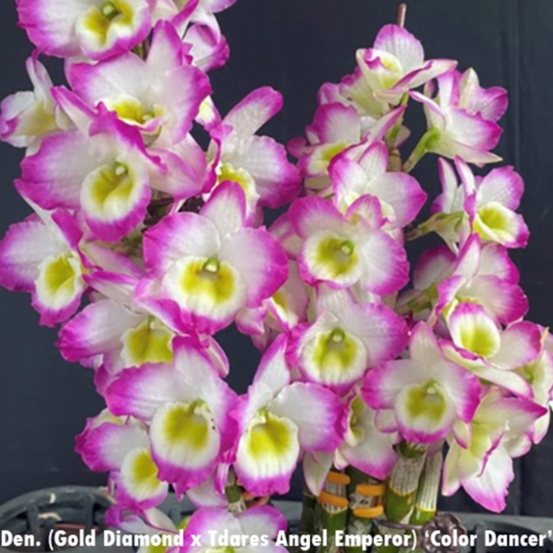 Krull-Smith - *Dendrobium 6-Pack*