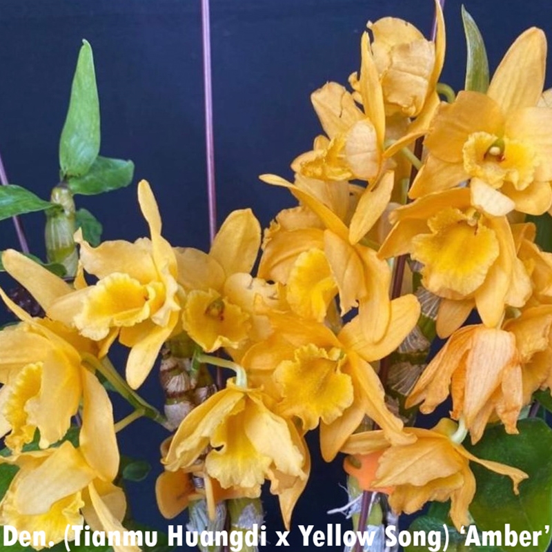 Krull-Smith - *Dendrobium 6-Pack*
