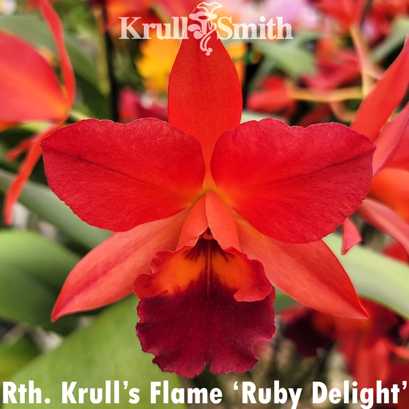 洋楽 Tine Gheal/Bright Fire Rth. Krull's Flame x Ctt. Fire Gem