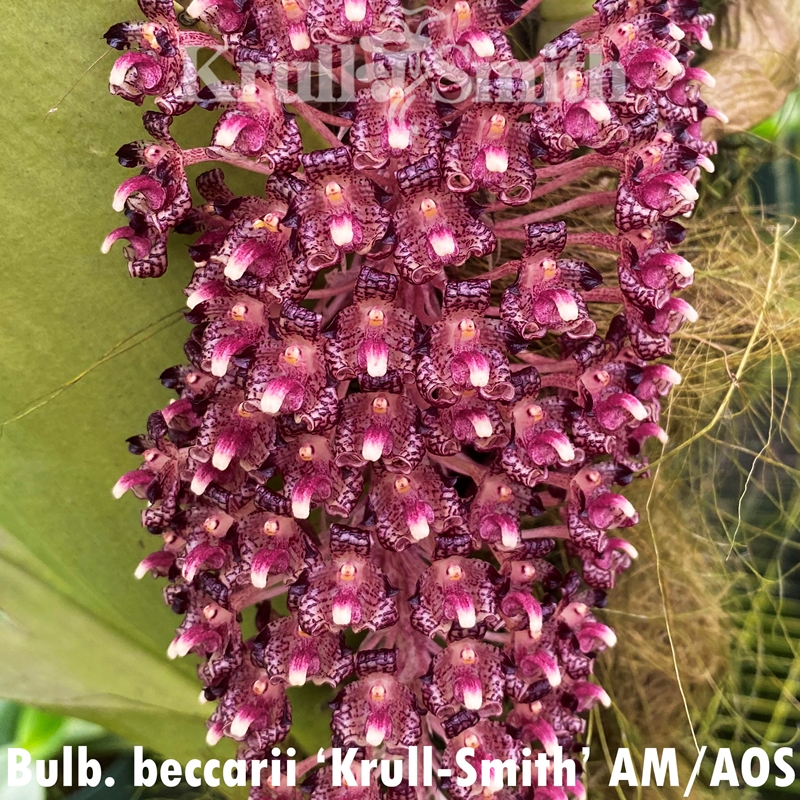 Parent Seedling Bulbophyllum Herkules x Bulbophyllum beccarii