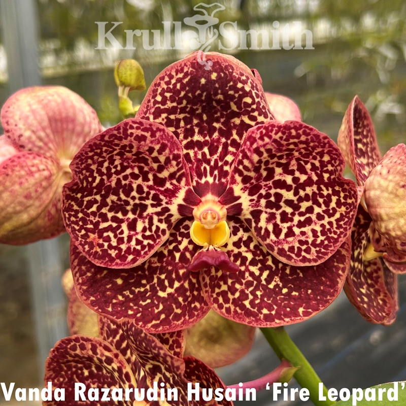 Vanda Razarudin Husain 'Fire Leopard'