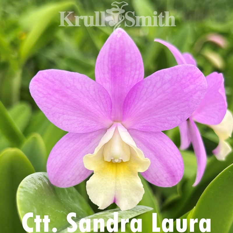 Krull-Smith - Rlc. Love Triangle 'Yasuji Takasaki'