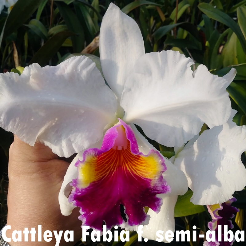 E.uhlii spp.coelestis 3 ウーリー コエレスティス Red, White, and Blue Rhy. coelestis 3-Pack*