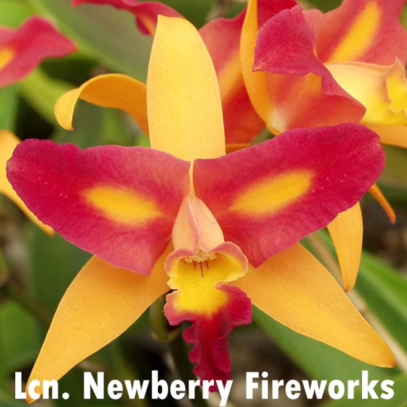 Parent Seedling Rth. Guess What x Lcn. Newberry Fireworks