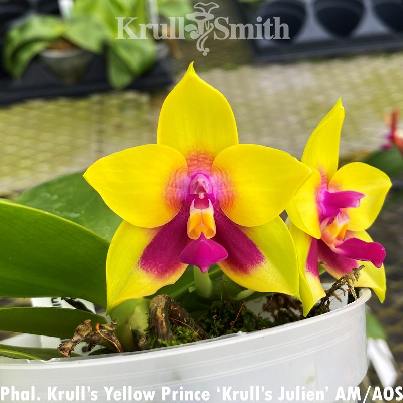 Krull-Smith - Phalaenopsis Krull's Yellow Prince