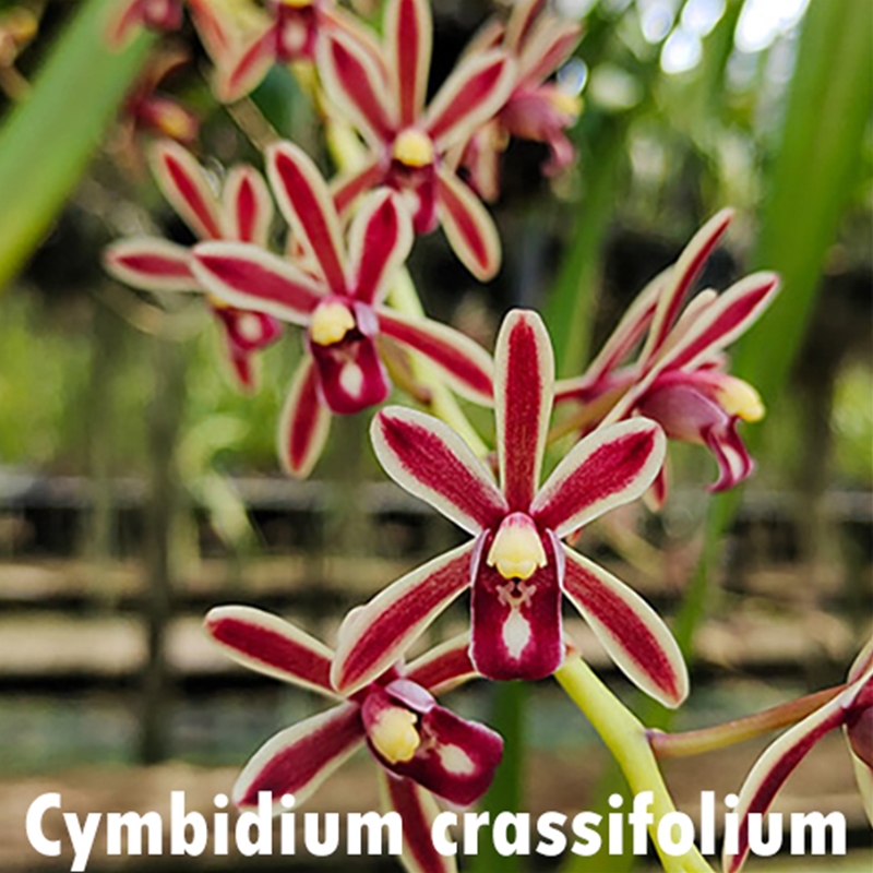 Parent Seedling Cymbidium Australian Midnight x crassifolium