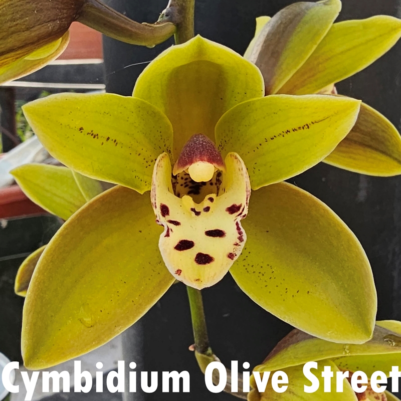 Parent Seedling Cymbidium Cheryl Erins x Olive Street