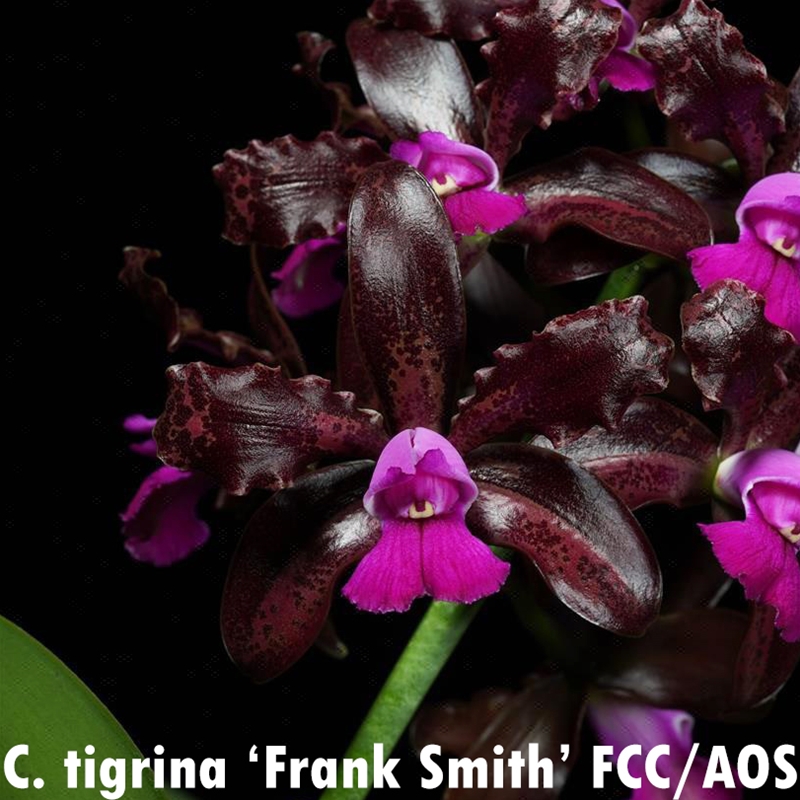 Parent Seedling Cattleya tigrina (KSCA 21118)