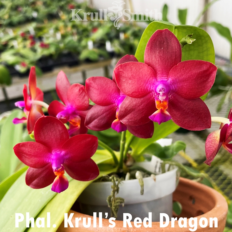 専用 クリスタルフラワーとレッドファントム A94 Phalaenopsis Krull's Red Dragon