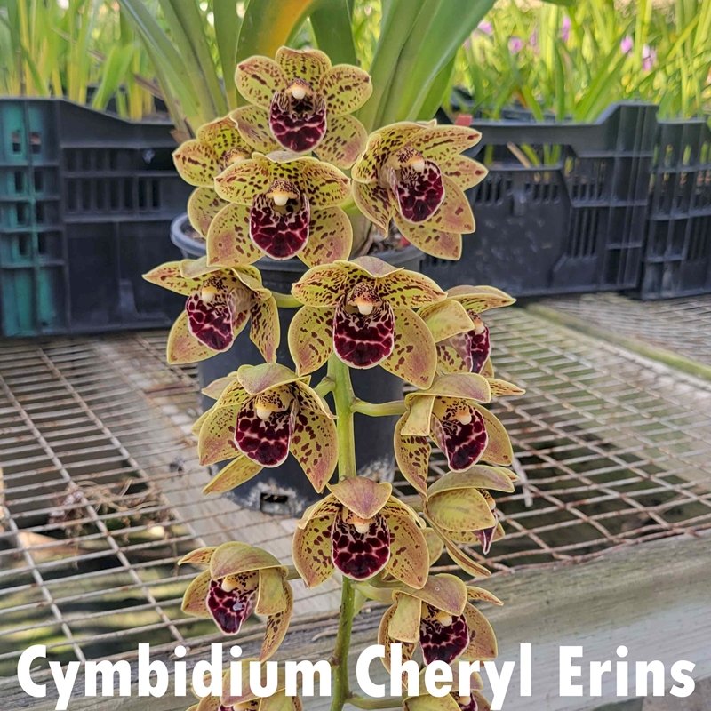 Parent Seedling Cymbidium Charles is Gone x Cheryl Erins