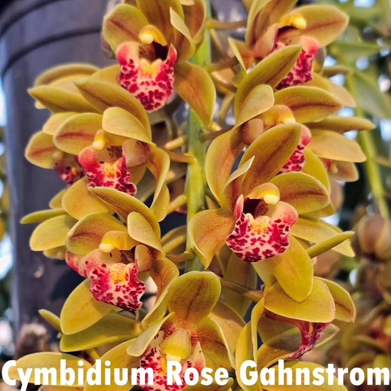 Parent Seedling Cymbidium David Teuschler x Rose Gahnstrom