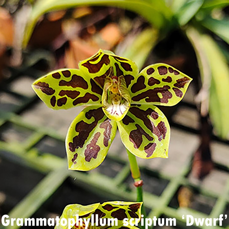 Parent Seedling Cymbidium Pakkret Mirage x Gram. scriptum Dwarf