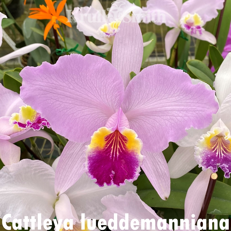 Krull-Smith - Cattleya lueddemanniana 'Crystelle's Pink' x