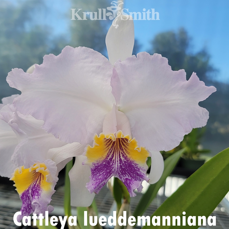 Krull-Smith - Cattleya lueddemanniana 'Crystelle's Pink' x
