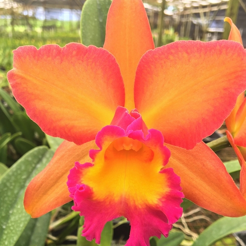 Krull-Smith - Rlc. Waianae Starburst 'Volcano Queen'