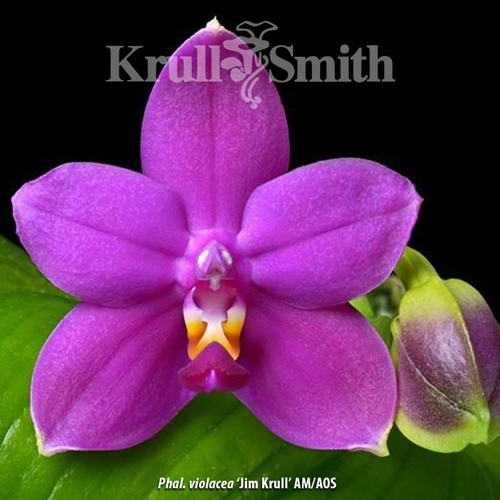 ガルム　ほぼフルオプ Columbia Forest Products 1/4 in. x 1 ft. x 1 ft. 7 in. Walnut