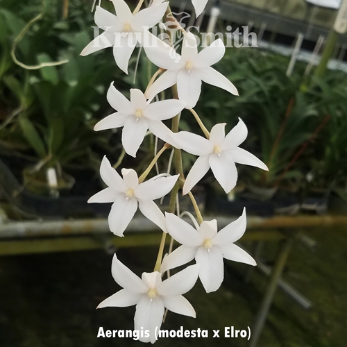 Krull-Smith - Aerangis modesta x Aerangis Elro