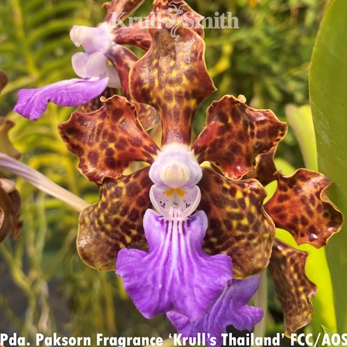 Vanda Paksorn Fragrance 'Krull's Thailand' FCC/AOS