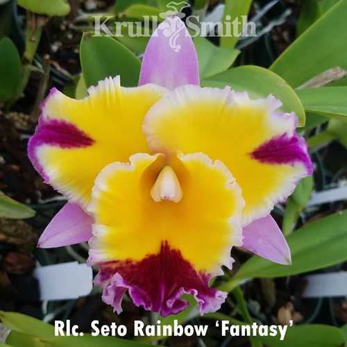 Krull-Smith - Rlc. Seto Rainbow 'Fantasy'
