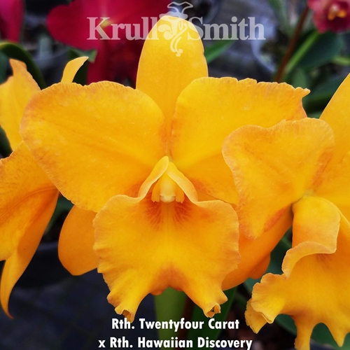 【レア・美品】La'cryma Christi 4U・True Color Natural Rough CERTIFIED Santa Maria Blue Aquamarine 5000CT