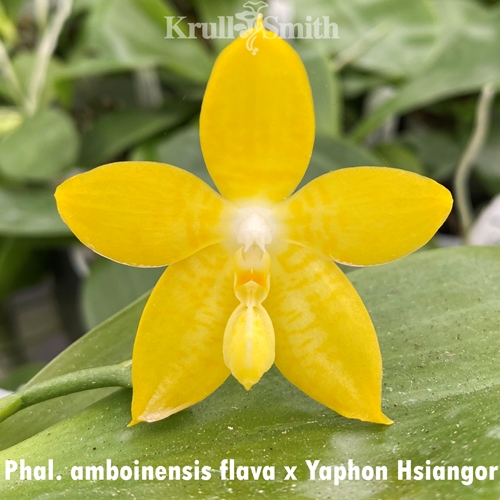 ［洋蘭原種］Phal. celebensis yellow 洋蘭原種］Phal. celebensis yellow 洋蘭原種］Phal. celebensis