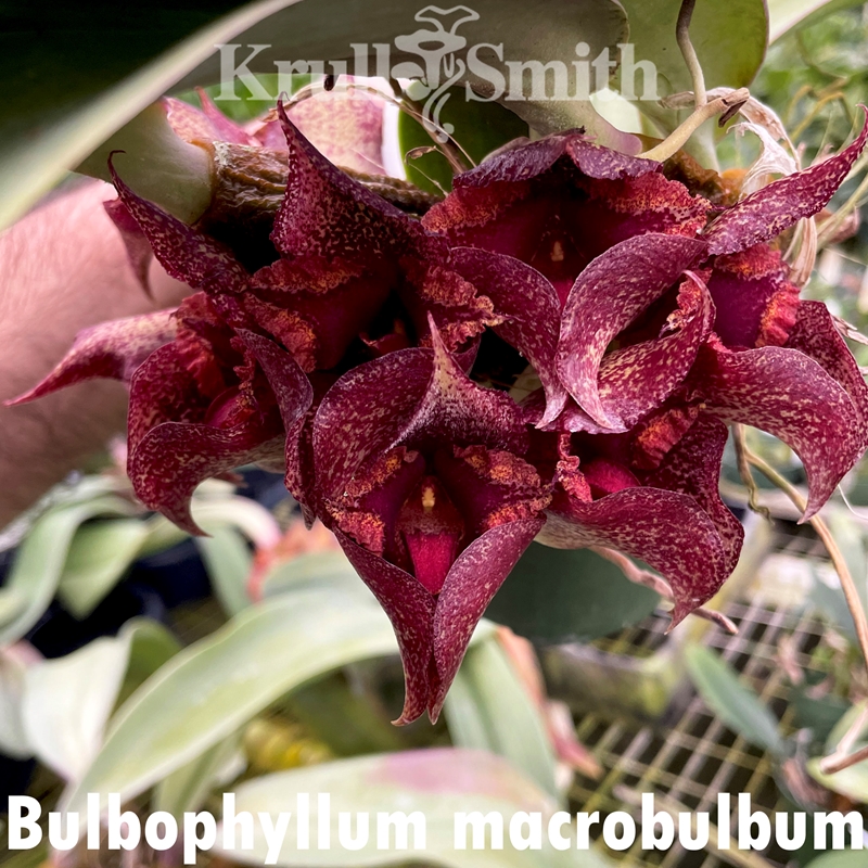 Krull-Smith - Rlc. Dick Smith 'Paradise'