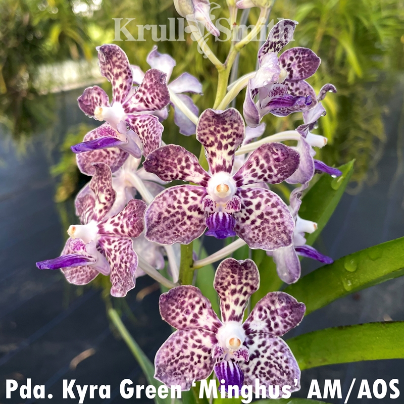 Vanda 4-Pack*
