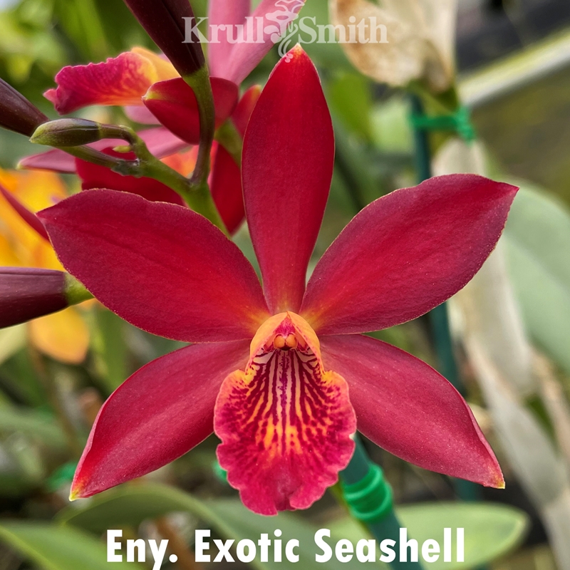 Eny. Exotic SeaShell