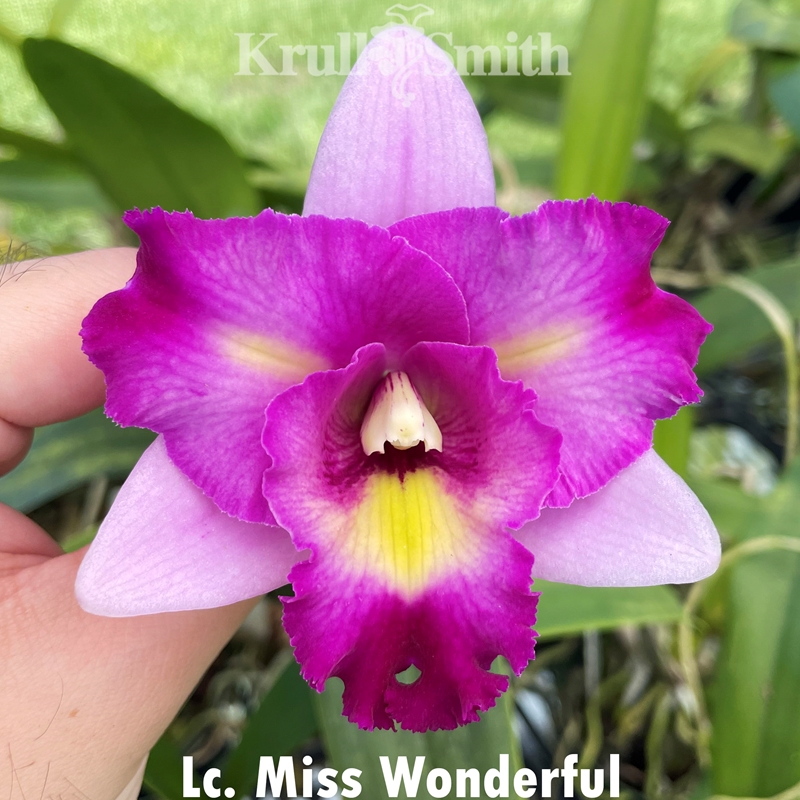 Lc. Miss Wonderful