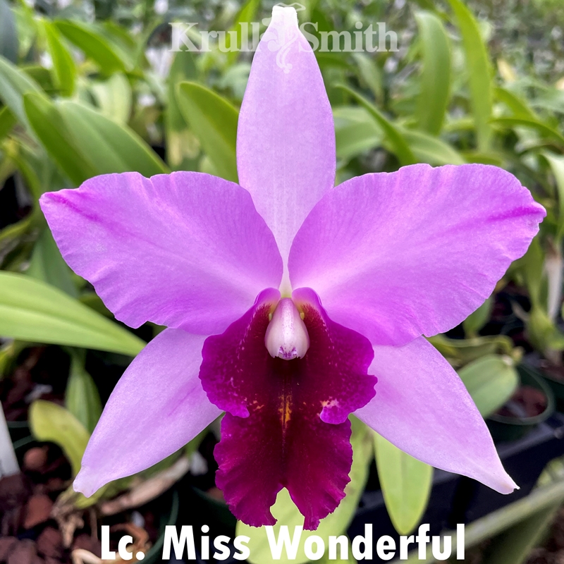 Lc. Miss Wonderful