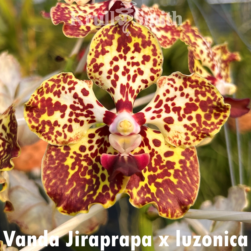 Fragrant Vanda 3-Pack