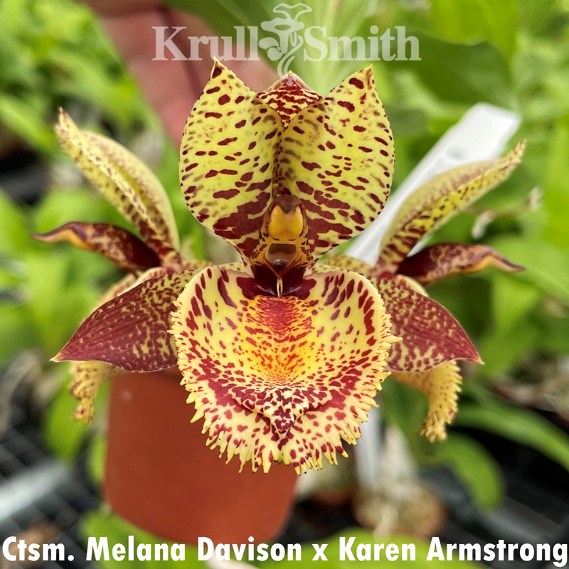 Catasetum Melana Davison x Karen Armstrong