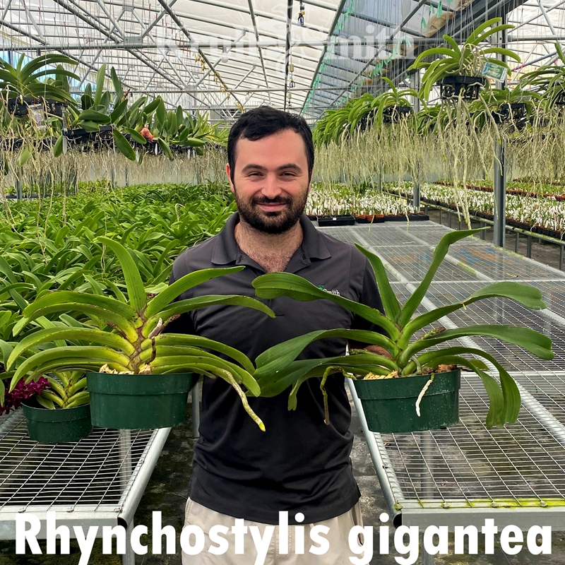 Rhynchostylis gigantea Red XL