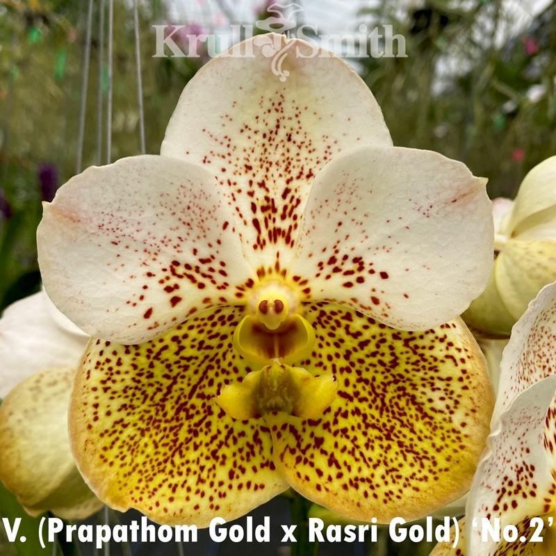 Vanda (Prapathom Gold x Rasri Gold) 'No. 2'
